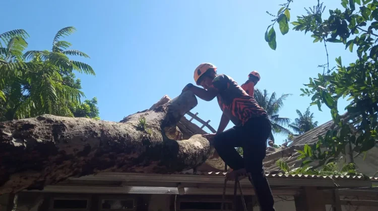 Angin Kencang Tumbangkan Pohon, Dua Rumah Warga Grujugan Rusak Ringan