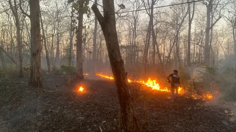 Petugas TN Baluran Amankan Pria Diduga Membakar Hutan