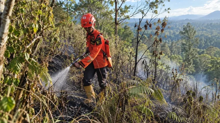 Api Karhutla TNBTS Padam, Pemantauan Pascakebakaran Tetap Dilakukan
