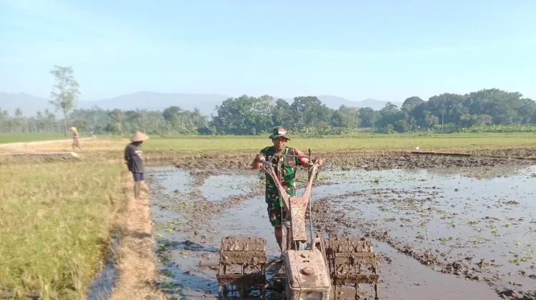 TNI di Kedungjajang Lumajang Suport Swasembada Pangan Nasional