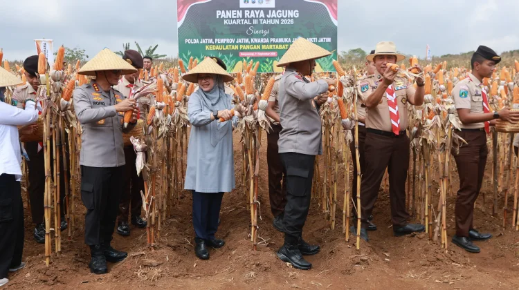Produksi Jagung Banyuwangi Tembus 250 Ribu Ton, Tetap Surplus