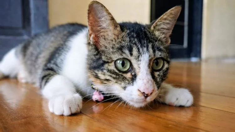 Kucing, Hewan Mungil yang Jadi Teman di Rumah