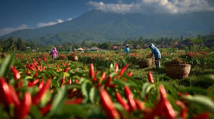 DKPP Lumajang Fasilitasi Kebutuhan Petani