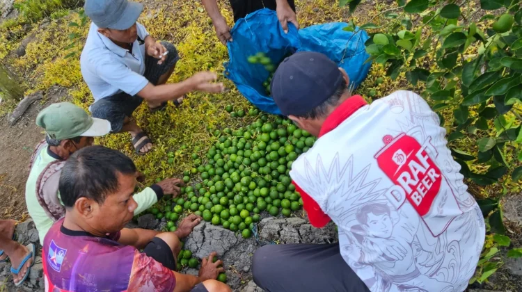 Diduga Curi Jeruk, Dua Pria di Banyuwangi Dimassa, Satu Meninggal Dunia