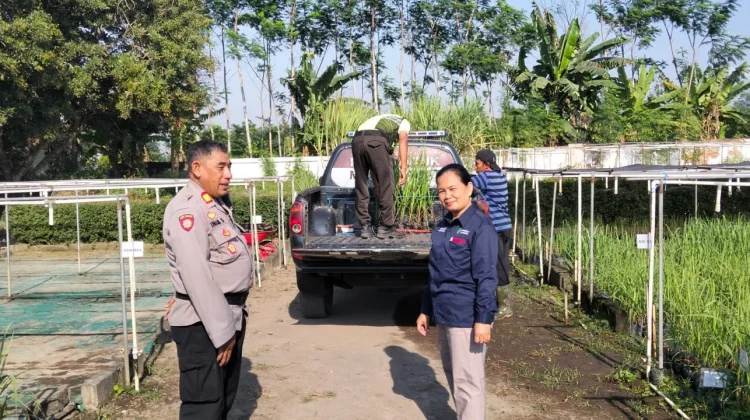 Polsek Jatiroto Pantau Pembibitan Tebu di Puslit Sukosari