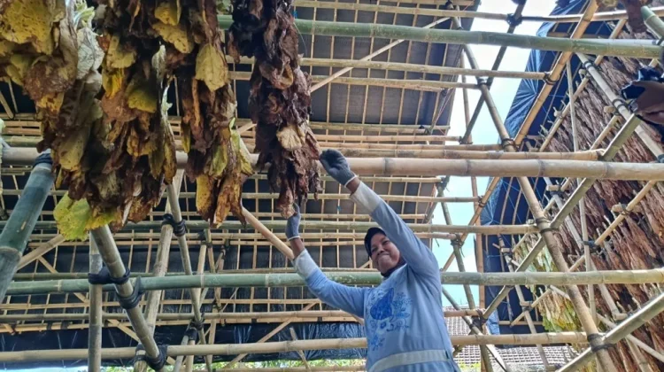 DBHCHT Lumajang Dukung Kebutuhan Produksi hingga Pascapanen Petani Tembakau