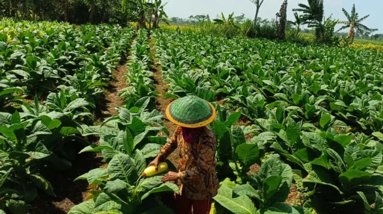 Harga Tembakau Kasturi Lumajang Capai Rp60 Ribu per Kilogram