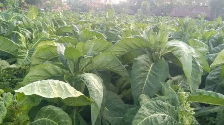 Petani Tembakau di Jember Selatan Was-was, Hujan Mulai Turun