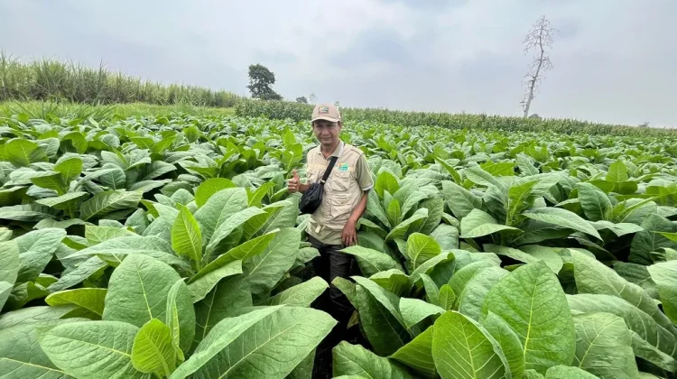 Dari Bahan Sekitar, Petani Tembakau Lumajang Belajar Bikin Pupuk Organik