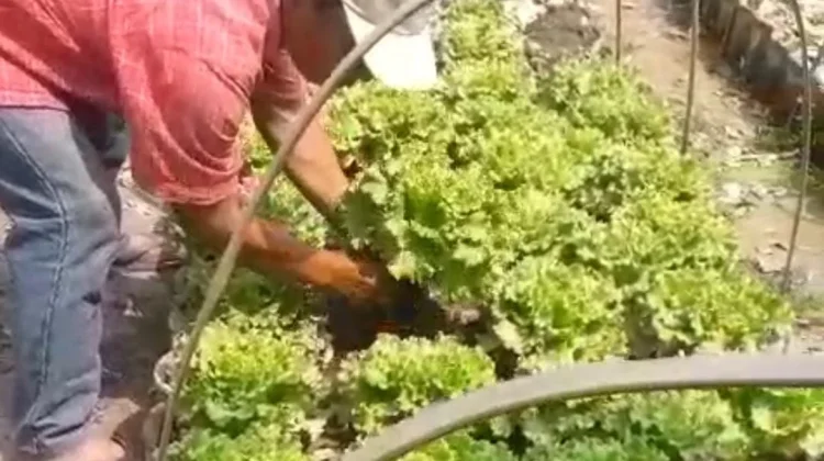 Selada Organik Jember Panen Melimpah, Petani Raup Untung