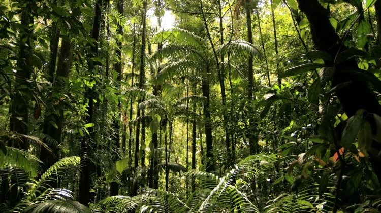 Hutan Lestari Jadi Penyangga Kehidupan dan Sumber Penghidupan Masyarakat
