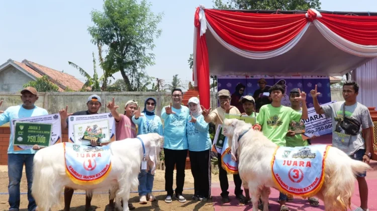 Kontes Ternak Lumajang Jadi Wadah Bibit Unggul dan Penggerak Ekonomi Warga