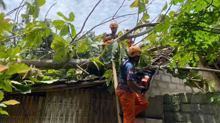 Angin Kencang, Pohon Tumbang Timpa Rumah Warga