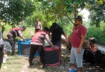 Petugas Gerebek Judi Sabung Ayam di Situbondo