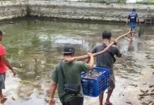 Wujudkan Ketahanan Pangan, BUMDes Condro Laksanakan Panen Perdana Budi