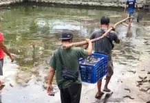 BUMDes Panen Perdana Lele di Desa Condro