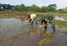 Poktan di Lumajang Maksimalkan Produktifitas Pertanian
