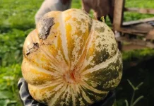 Harga Blewah Awal Ramadhan Untungkan Petani