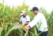 Panen Jagung SAE Perkuat Ketahanan Pangan