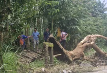 Hujan Deras Picu Belasan Bencana di Bondowoso