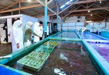 Ekspor Koral Hias Banyuwangi Tembus Global