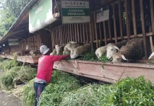 Balai Ternak Raung Mandiri, Jalan Mustahik Jember menuju Kemandirian
