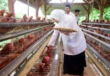 Perkuat Ketahanan Pangan Desa Alasbuluh Kembangkan Ayam Petelur