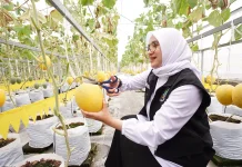 Melon Hidroponik Kalibaru Tembus Rp35 Ribu