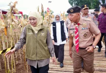 Gubernur Jatim Panen Raya Jagung di Sempu Banyuwangi