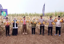 Surplus Jagung Banyuwangi Capai 180 Ribu Ton