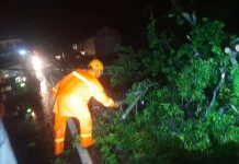 Hujan Angin Akibatkan Pohon Tumbang dan Rumah Rusak