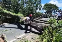 Angin Kencang Tumbangkan Pohon di 13 Titik Banyuwangi
