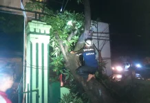 Hujan Deras Angin Kencang, Pohon Mangga Tumbang