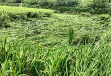 Tanaman Padi di Jember Roboh Diterjang Angin Kencang