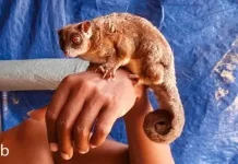 Dua Satwa yang Dianggap Punah Ditemukan Hidup di Hutan Papua