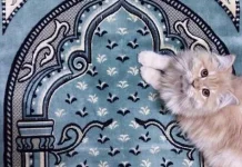Kenapa Kucing suka Mengganggu Orang Salat?