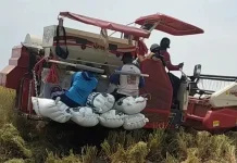 Petani Jember Mulai Panen Raya, Harga Gabah Stabil