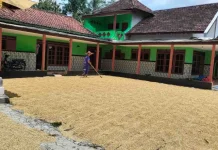 Petani Jember Panen Raya, Harga Gabah Menguat