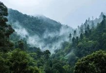 Keanekaragaman Hayati di 5 Hutan Memukau Indonesia