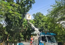 Jaga Keandalan Pasokan Listrik, PLN Lakukan Perabasan Pohon