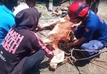 Damkarmat Banyuwangi Evakuasi Sapi Terperosok Sumur