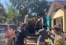 Polisi Amankan 4 Sapi Diduga Hasil Curian di Lumajang