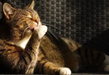 Kenapa Kucing suka Menjilat Pemiliknya?
