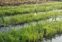 Petani Jember Mulai Persiapan Tanam Padi Pasca Panen