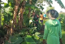 Warga Rowokangkung Lumajang Maksimalkan Irigasi