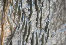 Ribuan Ikan Kecil Menentang Gravitasi, Panjat Air Terjun di Kongo