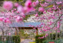 Musim Semi Jepang, Menjelajahi Negeri Sakura yang Sedang Mekar
