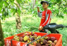 Harga Manggis Melonjak, Petani Banyuwangi Panen Untung