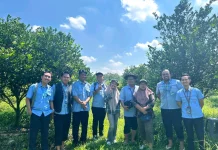 Jeruk Semboro Mulai Manis Meski Belum Musim Panen, Petani Lakukan Petik Selektif