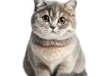Kucing atau makanan yang bikin Mandul Manusia?